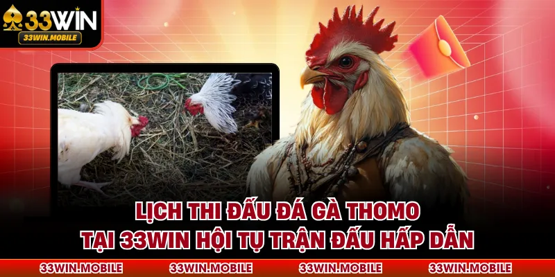 Lịch thi đấu đá gà Thomo tại 33WIN hội tụ trận đấu hấp dẫn